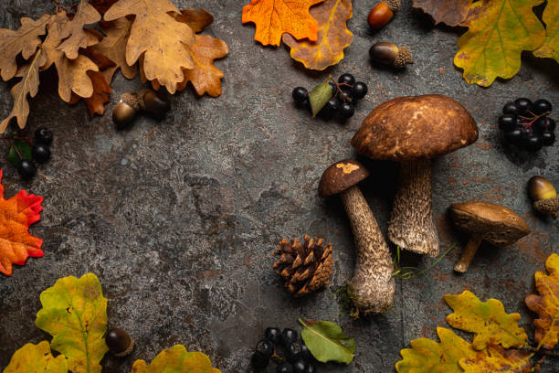 istock Boletus mushrooms with leaves 1439948194