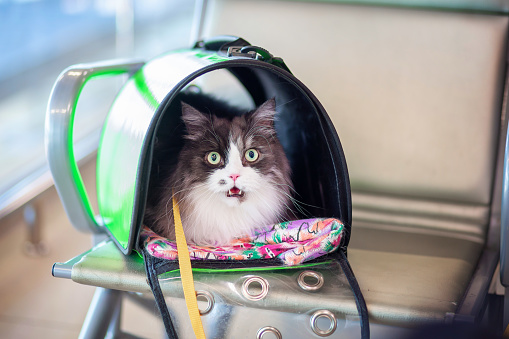 A frightened fluffy cat sits in a carrier bag in the waiting room of the airport or train station. Travelling by public transport with pets