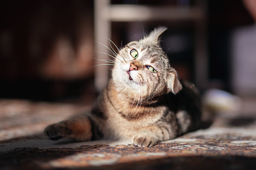 Funny cat photo. Funny crazy cat psycho.