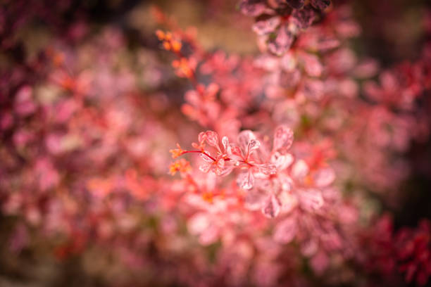 istock Purple Japanese barberry 1439949286