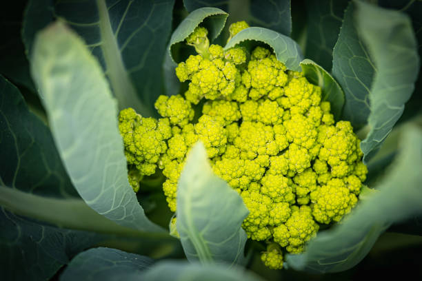 istock Flowers of green cauliflower 1439949321