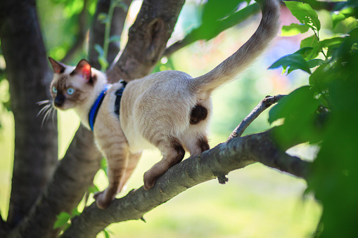 Beautiful Sia cat climbing wood in the yard. cat testicles. Uncastrated cat