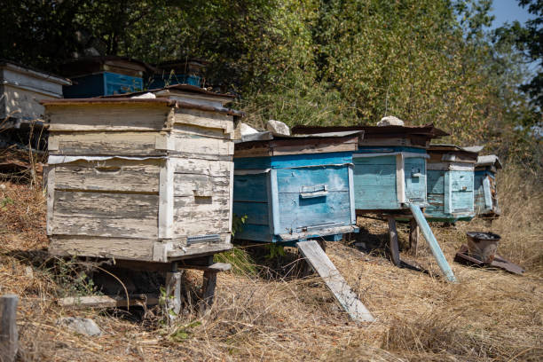 istock Bee hives in the garden 1439949974