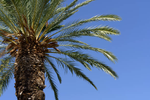 istock Tropical palm tree with green palm branches against a clear blue sky. Summer, vacation, relaxation, sun concept. 1439950285
