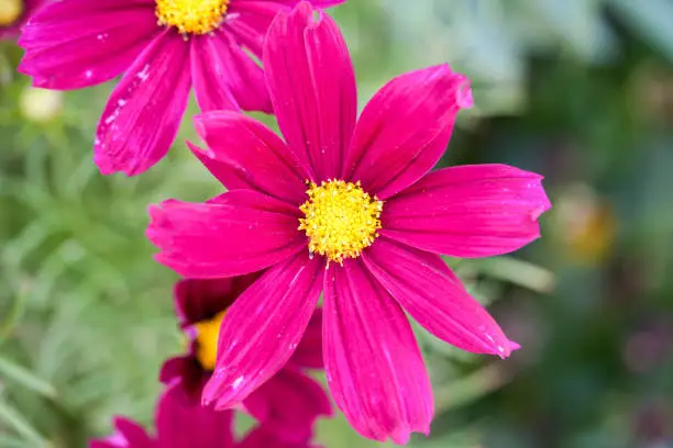 Cosmea pink flower. Plant closeup.