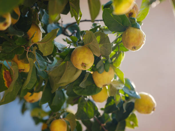 coings de poires mûres, gros plan par temps ensoleillé - quince photos et images de collection