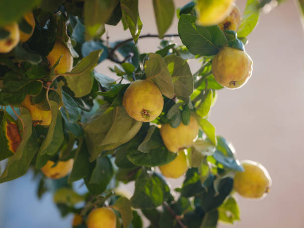 ripe pear quinces, close up in sunny day - quince imagens e fotografias de stock