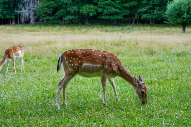 istock Fallow deer on a green meadow. Dama dama. 1439952272