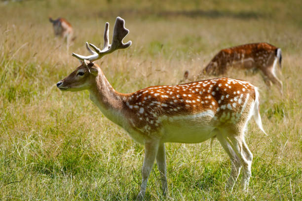 istock Fallow deer on a green meadow. Dama dama. 1439952283