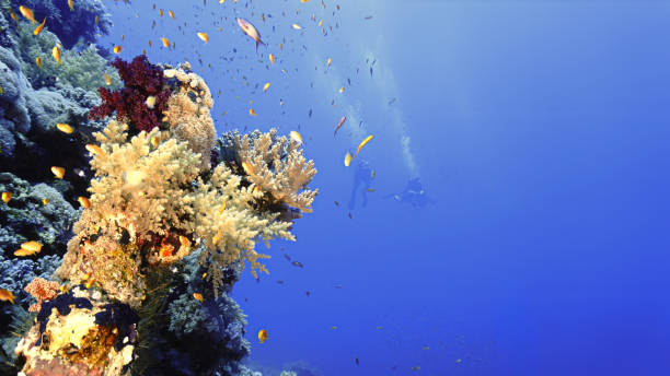istock Beautiful and colourful Coral reef off shore 1439953219