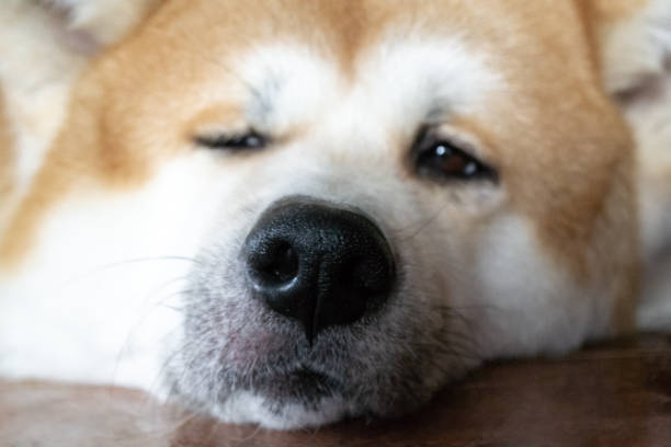feche um grande cão bonito da raça akina inu fica relaxado no chão e olha para a câmera - animal nose - fotografias e filmes do acervo