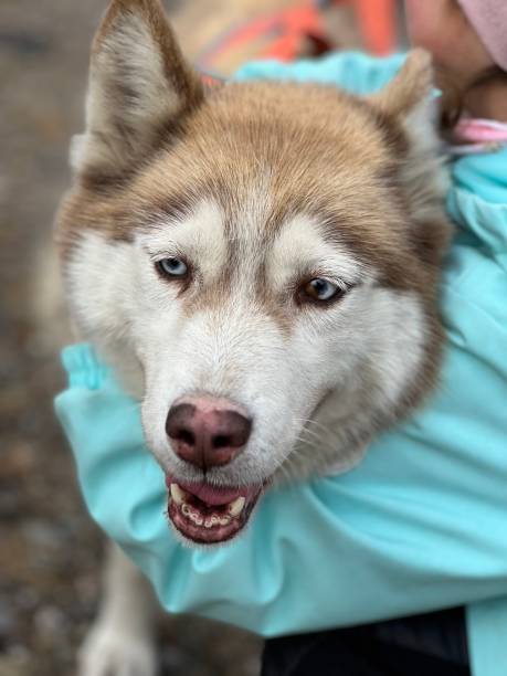 istock Cute husky dog with blue eyes. 1439954028