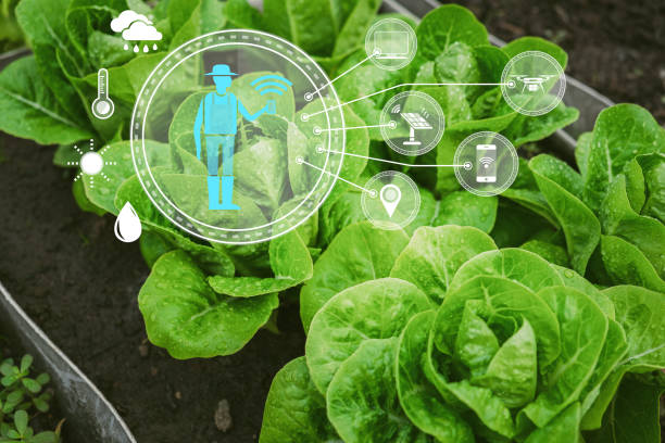 istock Internet of things agriculture plant salad vegetable 1439954846