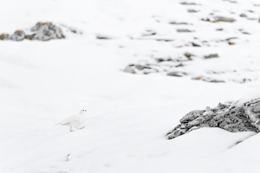 Walking on snow in the winter season