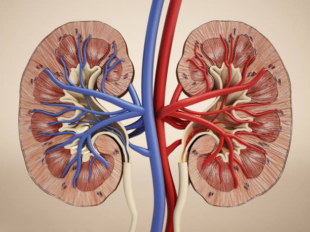 3D illustration showing kidneys' internal structure connected with blood veins stock photo