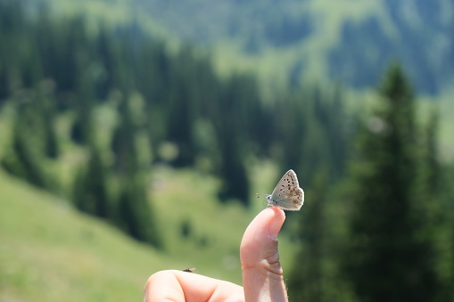 Butterfly sitting on woman's thumb in front of a forest background.
