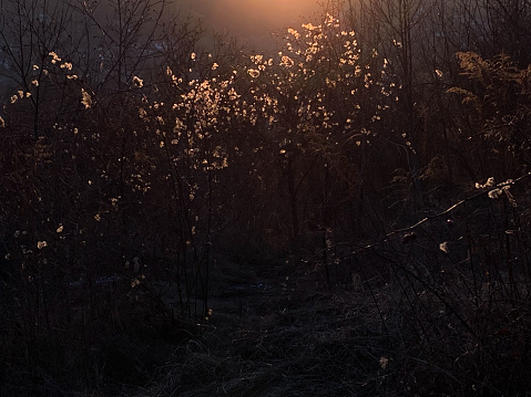 Beautiful grass flowers at sunset