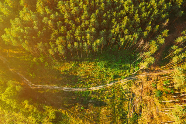 istock Path Way Lane Through Fall Forest Park. Aerial View Of Pine Forest And River. Elevated View Of Woods Forest River Landscape During Sunset In Autumn Evening 1439959307
