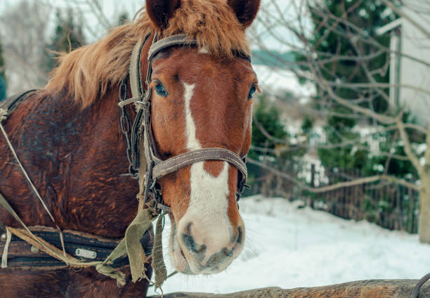 istock Portrait of arabian horses 1439960563