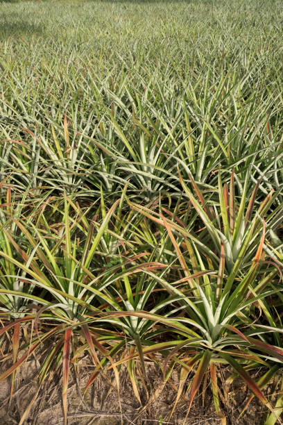 istock Pineapple plant in farm, Agriculture background 1439960705
