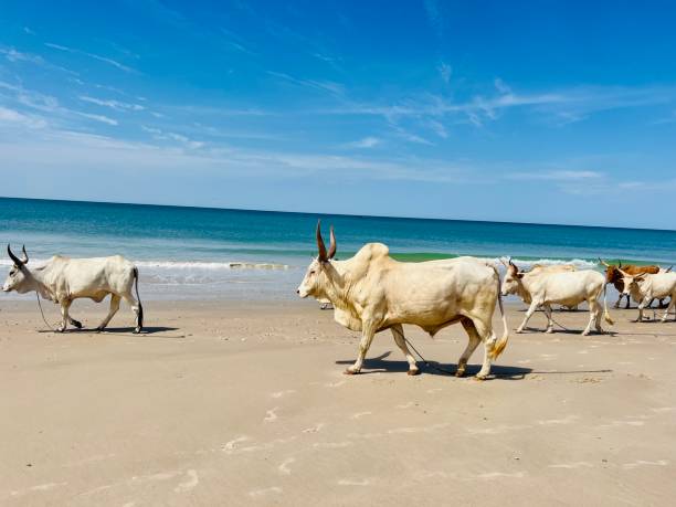 istock oxen on the shore faith the beach 1439962681