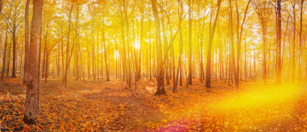 istock Panoramic View, Sun Sunlight Through Woods And Trees In Autumn Forest Landscape. Sunbeams In Autumn Forest. Rich And Saturation Colors. Bright Autumn Forest During Beautiful Sunset Evening 1439965386