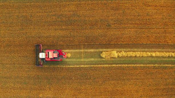 istock 4K Flat Elevated View Of Rural Landscape With Working Combine Harvester In Wheat Field, Collects Seeds. Harvesting Of Wheat In Late Summer. Agricultural Machine Collecting Golden Ripe. Flight Around Working Machinery 1439965721