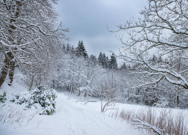 istock winter landscape snow forest nature 1439967591