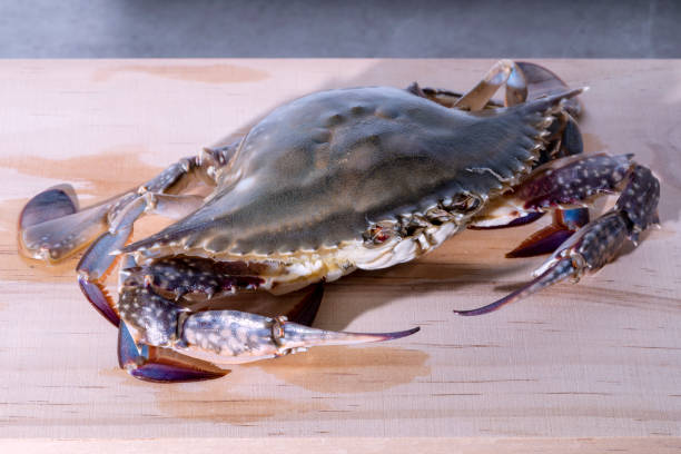 istock Fresh and delicious blue crab 1439968402