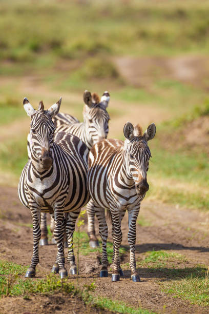 istock Burchell's Zebra walking along a dust road in the Masai Mara, Kenya 1439968682
