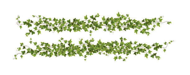 아이비 식물 분기 만화 벡터 일러스트 레이 션입니다. 절름발이 포도 나무. - creeper plant herb frame isolated stock illustrations