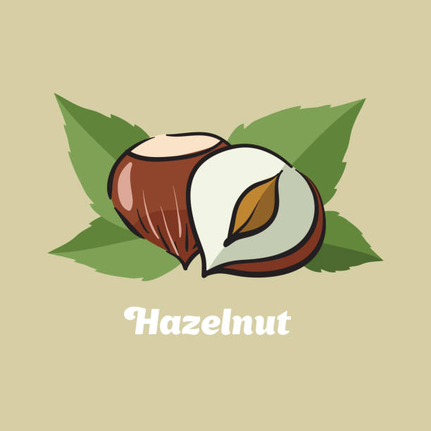 ilustrações, clipart, desenhos animados e ícones de avelã. logotipo da avelã. desenho vetorial de avelã. - hazelnut nut hazel tree tree