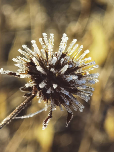 istock dry plants in frost 1439969900