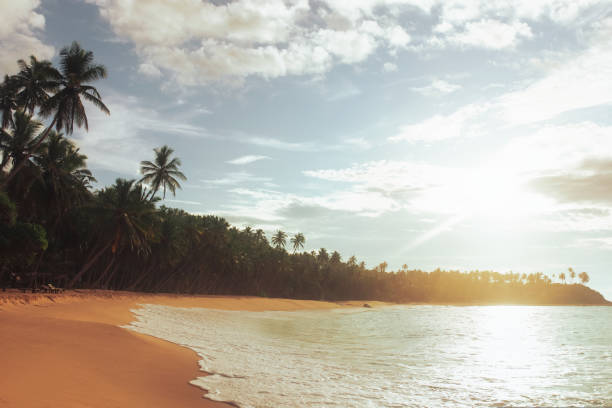 istock Sunset Under the Coconut Palms on Sandy Sri Lanka Beach. 1439970028