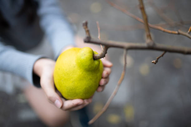 Girl touching quince fruit