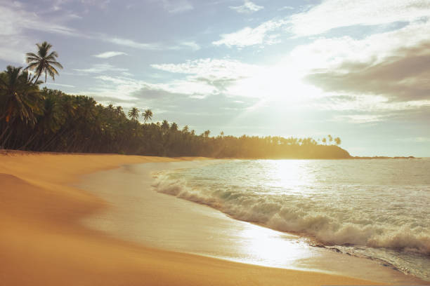 Extremely beautiful sunset under the coconut palms on perfect sandy beach. High quality photo