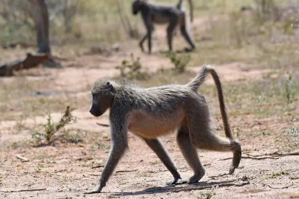 The chacma baboon inhabits a wide array of habitats including woodland, savanna, steppes, and sub desert. Chacma baboons are omnivorous and highly opportunistic feeders and will eat practically anything.
