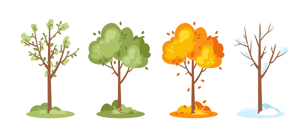 Four seasons. Vector set of spring, summer, autumn, winter trees. Seasonal tree isolated on white background. Trees with green, yellow and orange leaves for landscape background, greeting card, web