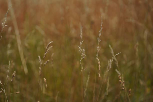 Grains in the field before harvest in agriculture