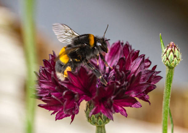 bumblebee em uma cabeça de centáurea. - bee macro insect close up - fotografias e filmes do acervo