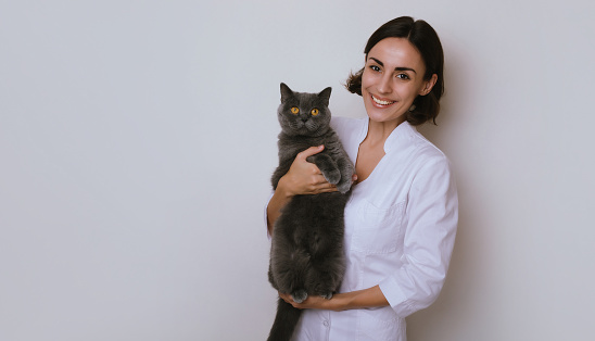 Young beautiful smiling woman Veterinarian holds on hands and examining cat in veterinary clinic