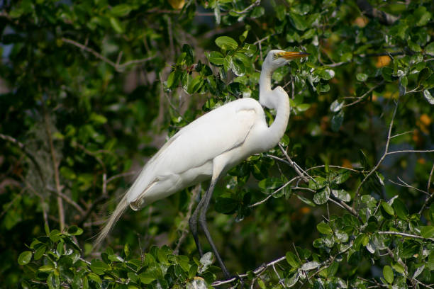 istock Great White Egret standing on Banyan Tree in Florida 1439976953