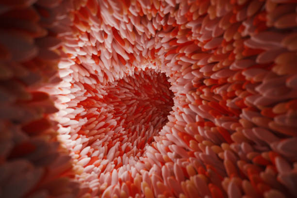 istock Microvilli on surface of digestive system or intestinal tract. 1439982214