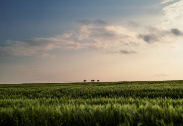 istock Grassland landscape photo 1439983849