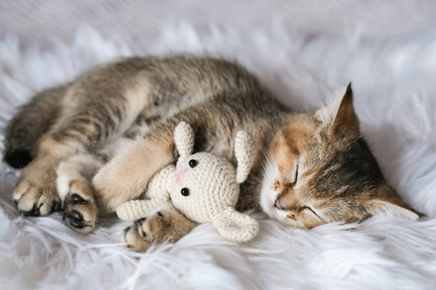 istock A cute kitten sleeps on a fluffy blanket, hugging a knitted toy rabbit. 1439984179