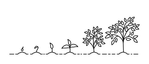 ilustraciones, imágenes clip art, dibujos animados e iconos de stock de etapas de crecimiento de un árbol desde una hoja verde hasta una planta natural. concepto de crecimiento vegetal. - tree growth cultivated sapling