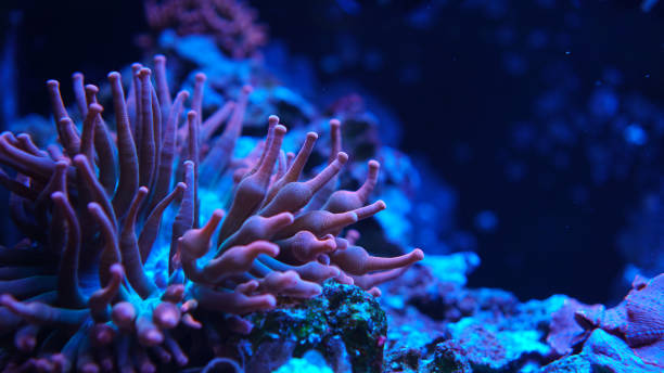istock Coral anemone.close-up 1439985848
