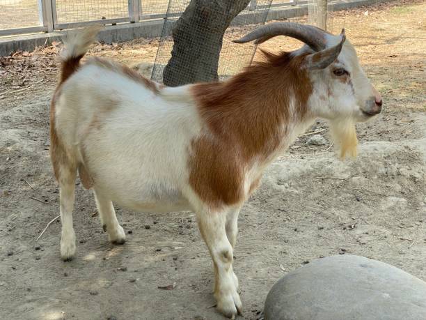 istock Saanen Goat 1439985858