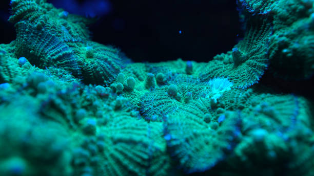 istock Green coral close-up 1439985870