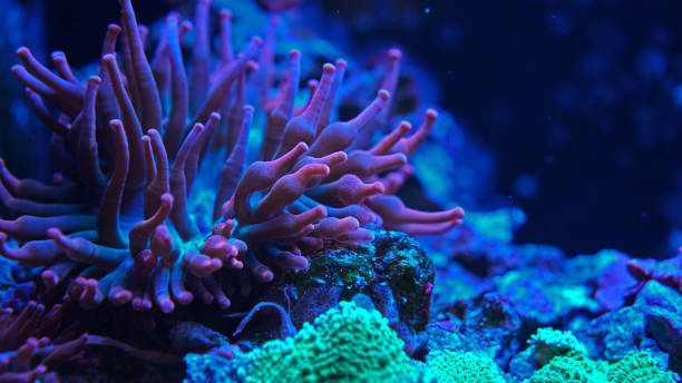 istock Coral anemone.close-up 1439985871